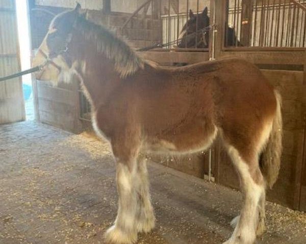 horse Drake's Manifest Destiny (Clydesdale, 2018, from Iron Horse Bob)