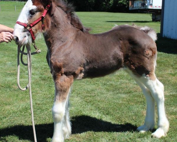horse Iron Horse Amazing Grace (Clydesdale, 2018, from Lucebay Parnell's Perfection)