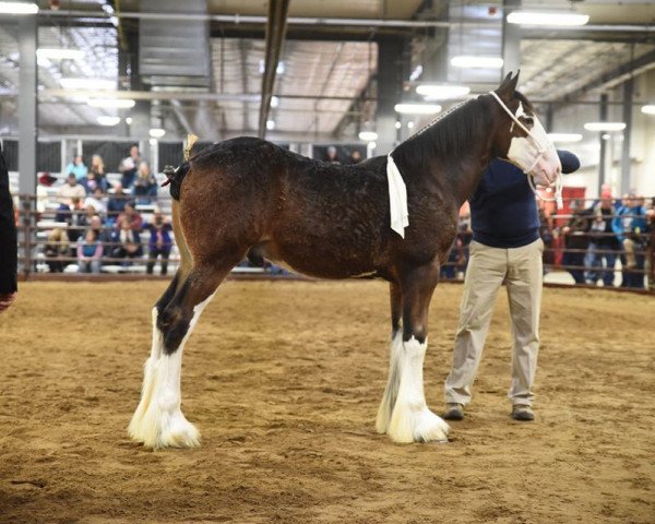 horse Iron Horse MM Marq Twain (Clydesdale, 2018, from May's Marquis of Iron Horse (E.T.))