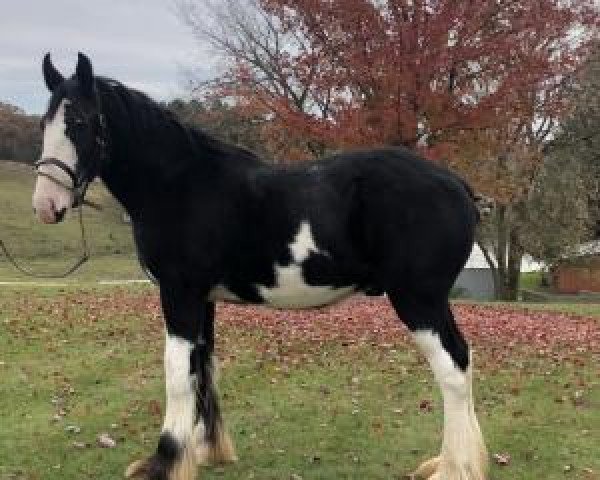 horse Irish Thunder's Celtic Legend (Clydesdale, 2018, from Donegal Major Factor)