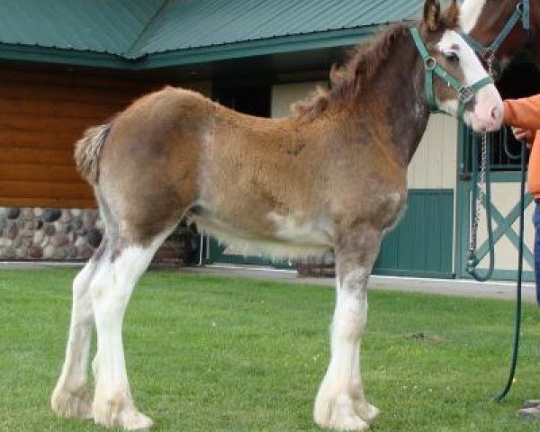 horse Irish Thunder's Celtic Kobe (Clydesdale, 2017, from Freedom Majestic Liverpool)