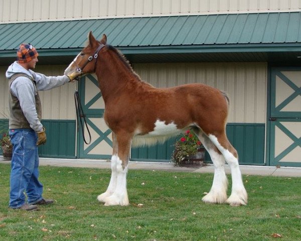 horse Irish Thunder's Celtic Jacob (Clydesdale, 2016, from Donegal Major Factor)