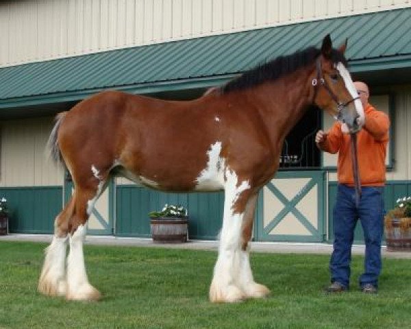Pferd Irish Thunder's Celtic Intrigue (Clydesdale, 2015, von Donegal Major Factor)