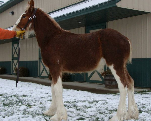 Pferd Irish Thunder's Celtic Hawk (Clydesdale, 2014, von Freedom Majestic Liverpool)
