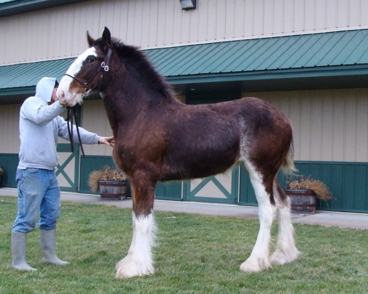 Cavallo Irish Thunder's Celtic Hallie (Clydesdale, 2014, di Donegal Major Factor)