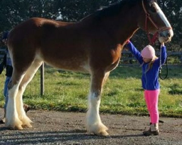 horse Irish Thunder's Celtic Gianna (Clydesdale, 2013, from Freedom Majestic Liverpool)
