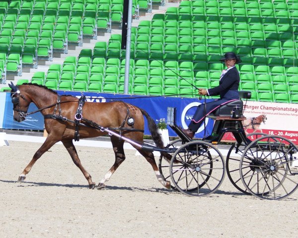 horse Carlos 783 (German Riding Pony, 2012, from Calido G)