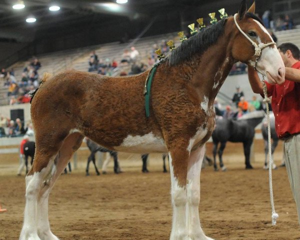 Pferd Irish Thunder's I'm A Foolish Pleasure (Clydesdale, 2015, von Donegal Major Factor) Pferd Irish Thunder's I'm A Foolish Pleasure (Clydesdale, 2015, von Donegal Major Factor)