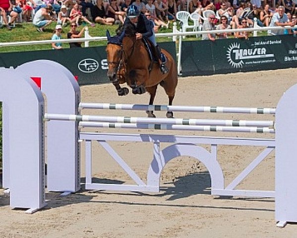 jumper Ulane Belmaniere (Selle Français, 2008, from Muriesco du Cotentin)