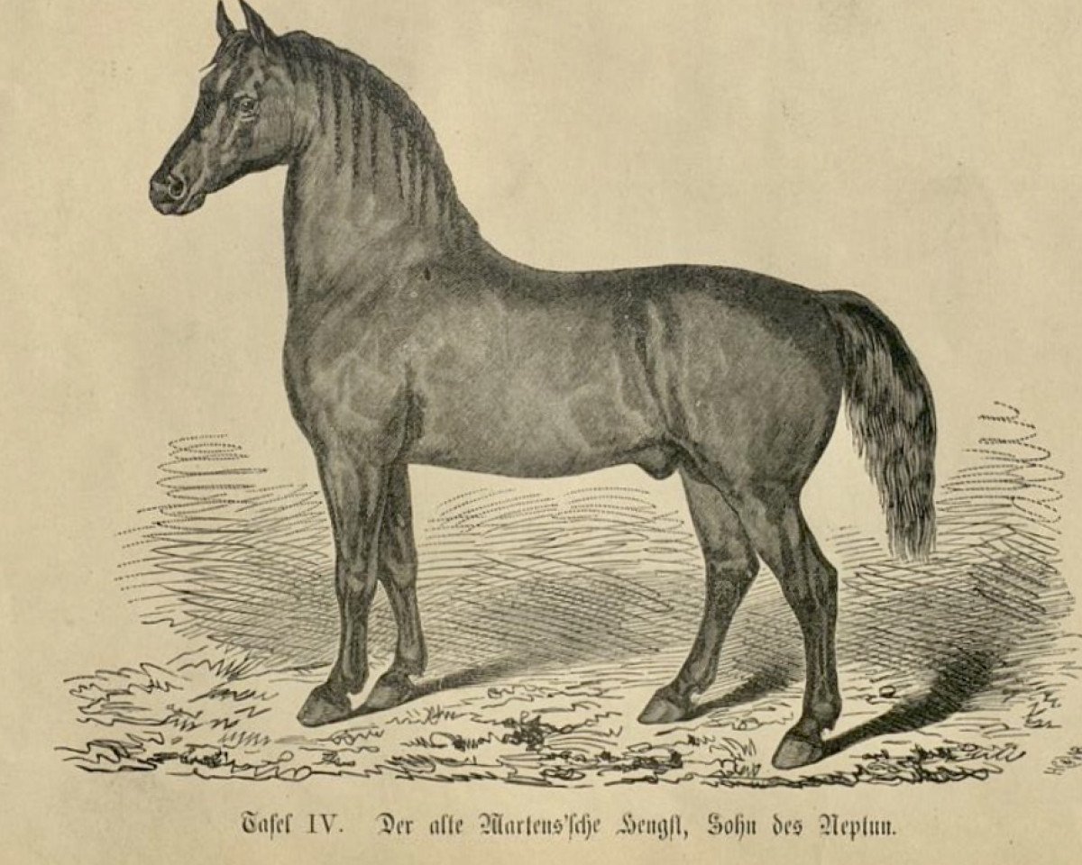 Deckhengst Martens alter Hengst 107 (Oldenburger, 1835, von Neptun 36)