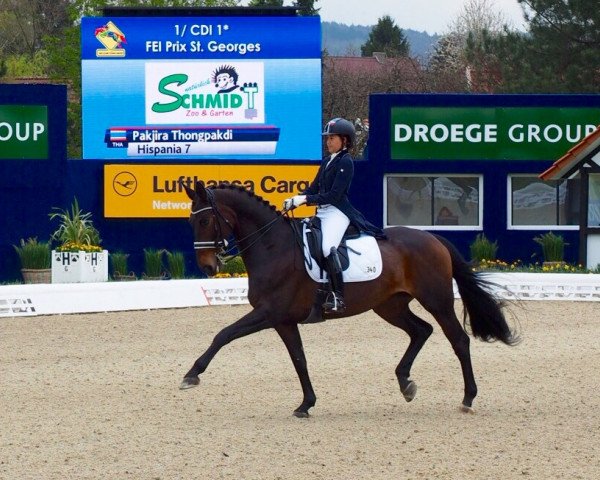 dressage horse Hispania 7 (Hanoverian, 2003, from Hofrat)
