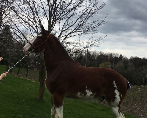 Pferd Hughes Beaudacious' Tony (Clydesdale, 2016, von Ozark's Royal Beaudacious)