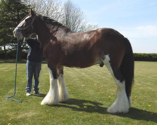 Deckhengst Auchengree Headliner (Clydesdale, 2005, von Doura Above All)
