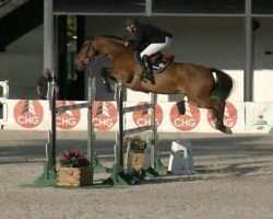 Springpferd E-Risingson Z (Zangersheide Reitpferd, 2013, von Elvis Ter Putte)