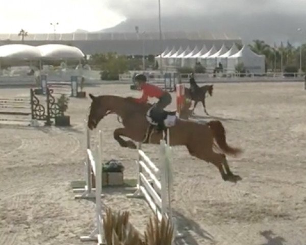 jumper Astaire (Westphalian, 2014, from Action-Breaker)