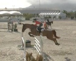 Springpferd Astaire (Westfale, 2014, von Action-Breaker)