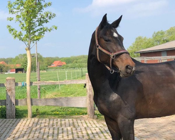Zuchtstute Con Balou (Oldenburger Springpferd, 2008, von Contender)