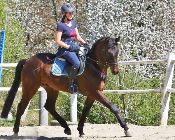 horse Cachassiny (Oldenburg show jumper, 2016, from Cachassini)
