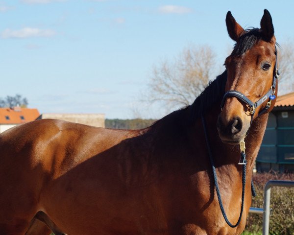 Dressurpferd Ivorino (Hannoveraner, 2008, von Iberio)