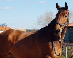 dressage horse Ivorino (Hanoverian, 2008, from Iberio)