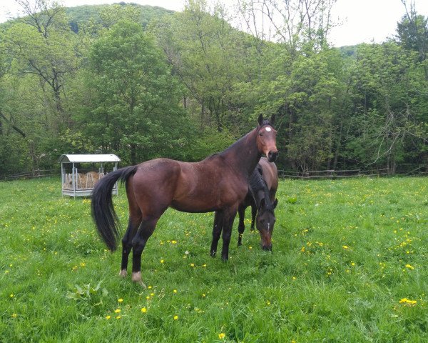 horse Felix (German Sport Horse, 2015, from Fürst Nymphenburg)