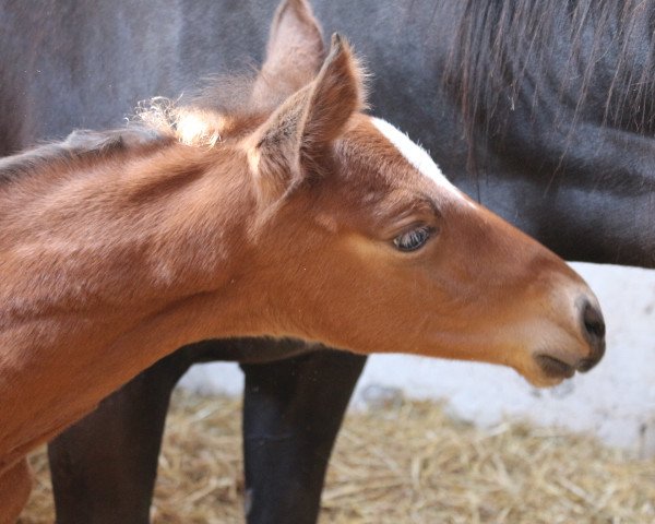 horse Hannes von Bö (Westphalian, 2020, from High Motion 2)