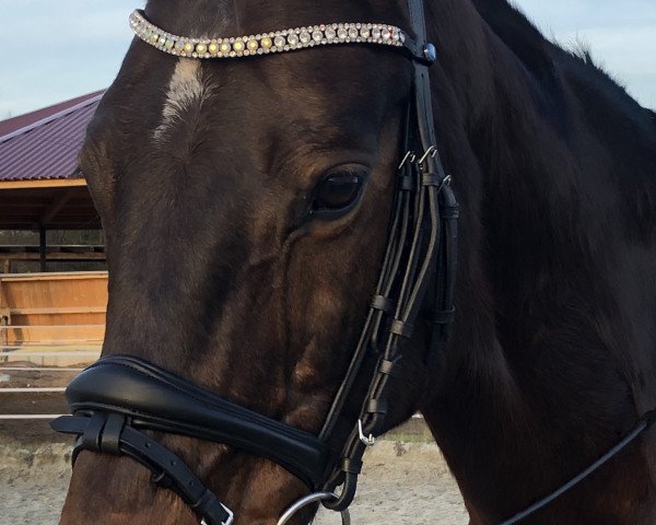 Chovná klisna Caddy 64 (Holštýnský kůň, 2005, od Cassini II)