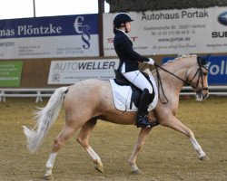 dressage horse Big Caliguar (German Riding Pony, 2010, from Top Champy)