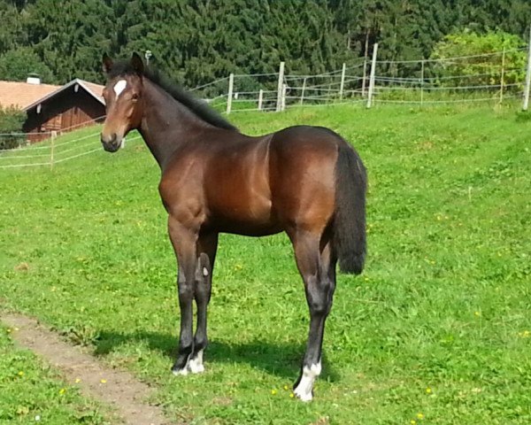 horse Kalibur (German Sport Horse, 2017, from King of Queens)