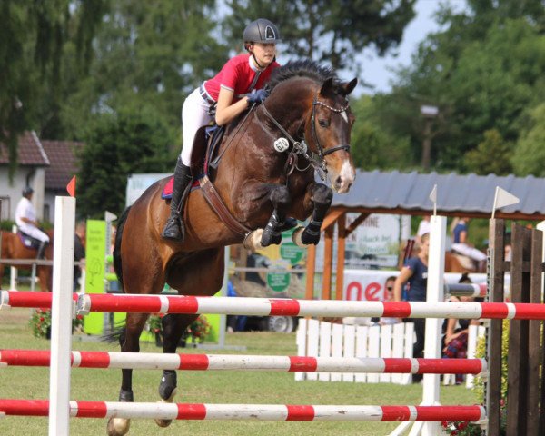 Springpferd Quatermain 5 (Westfale, 2008, von Quinto)