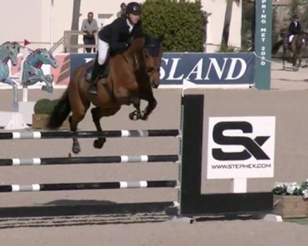 jumper Expresso Minotiere (Selle Français, 2014, from Tsunami de Hus)