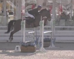 jumper Pornic de Bornival Z (Zangersheide riding horse, 2015, from Peppermill)
