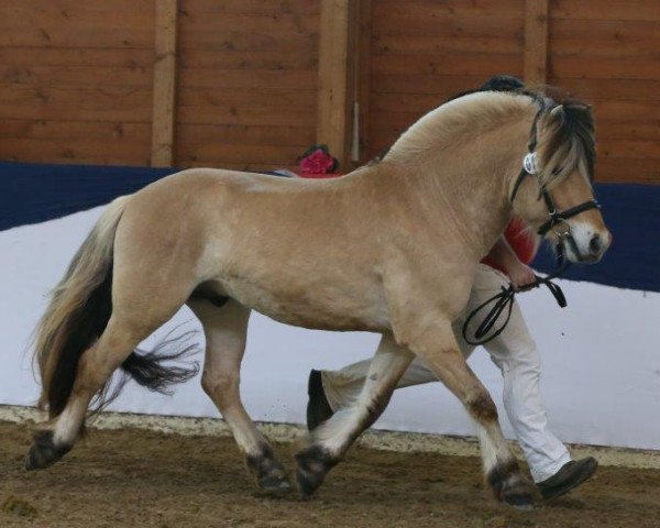 horse Stian (Fjord Horse, 2012, from Stedjeblakken) horse Stian (Fjord Horse, 2012, from Stedjeblakken)