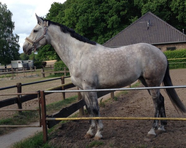 broodmare Catinka (Rhinelander, 2010, from Cassini Boy Junior)