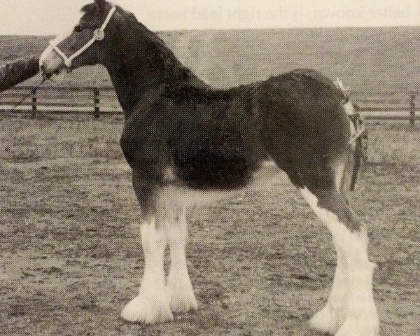 horse Hillmoor Annabella (Clydesdale, 1998, from Greendykes Lucky Shot)
