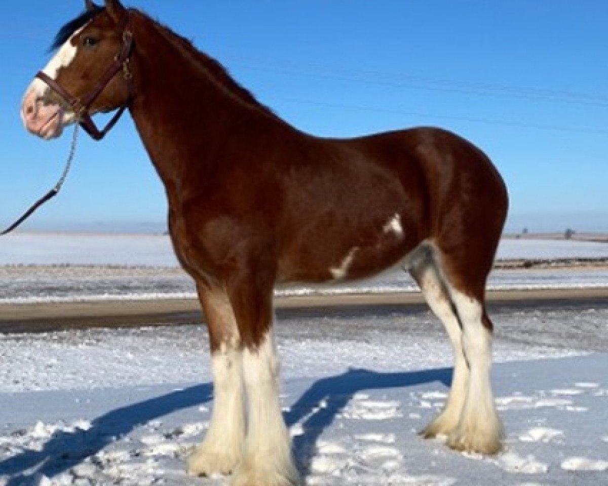 horse Faydar Rex (Clydesdale, 2017, from SBH Stetson)