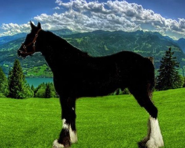 horse Hidden Valley Enchancer (Clydesdale, 2014, from Donegal Enhancer)