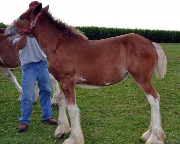 Horse HF's Jovian's Maci (Clydesdale, 2014, from K.D.J.'s Independence Snortin)