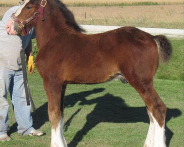 Deckhengst K.D.J.'s Independence Snortin (Clydesdale, 2010, von Armageddon's Lord Nehemiah)