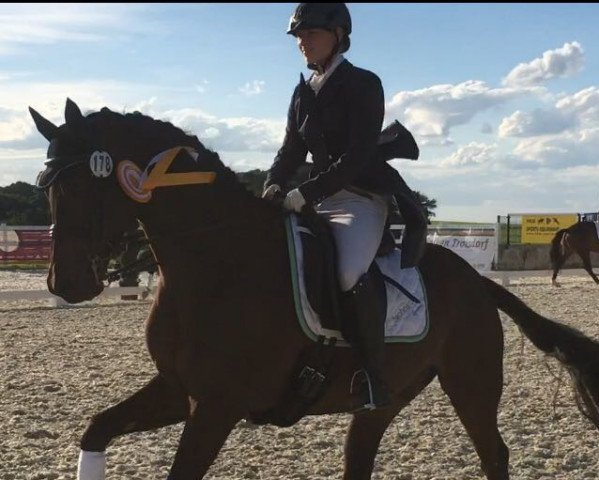 dressage horse Kamani Hill (Trakehner, 2009, from Cadeau)