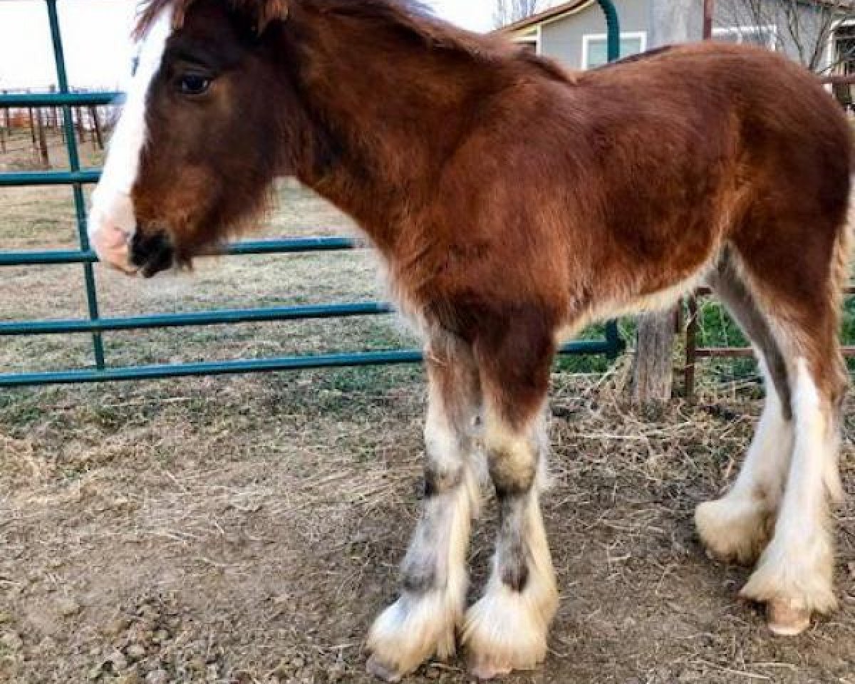 Pferd Circle F Calypso (Clydesdale, 2017, von Sandy Ridge Tim)
