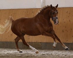 broodmare Grace Kelly 127 (German Riding Pony, 2015, from Schierensees Mr.nice Guy)