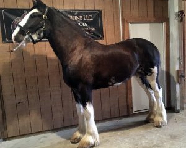horse Hatfield Royal Melody (Clydesdale, 2014, from Ozark's Royal View)