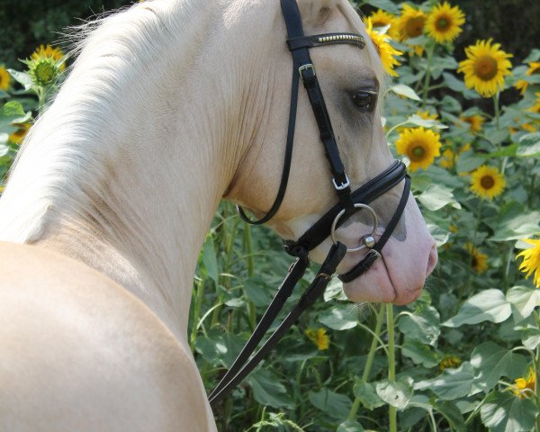 dressage horse Glueckskind WE (German Riding Pony, 2017, from Golden West NRW)