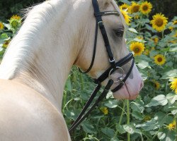 dressage horse Glueckskind WE (German Riding Pony, 2017, from Golden West NRW)