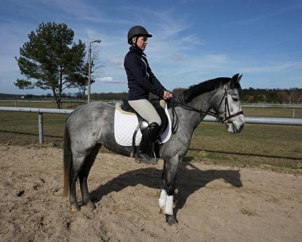 horse Silvers Schirin AS (German Riding Pony, 2013, from Strahlemann)