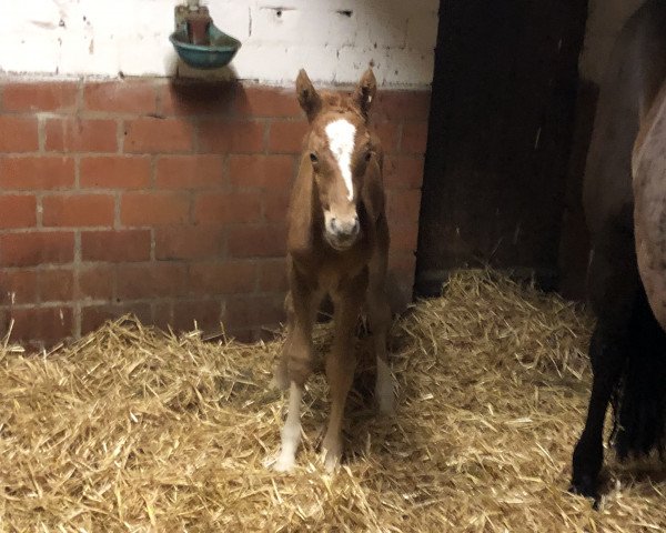 Pferd Cosmo Rock B (Deutsches Reitpony, 2020, von DSP Cosmo Royale)