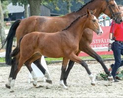 Zuchtstute Crazy Pleasure (Westfale, 2018, von Cascadello)