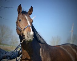 jumper Namika (Oldenburg show jumper, 2016, from Nouma D'Auzay)