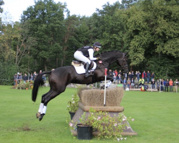jumper Maddocks (Trakehner, 2014, from Hancock)